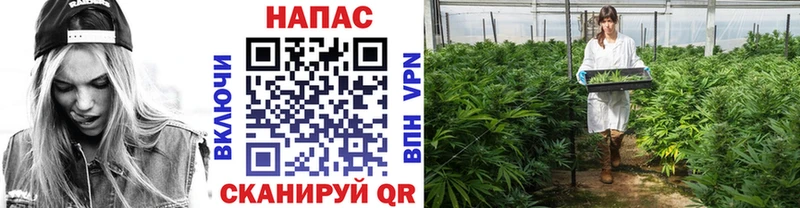 как найти   Чадан  блэк спрут зеркало  Каннабис марихуана 